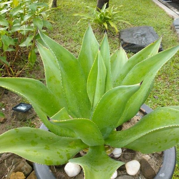 Agave chiapensis List