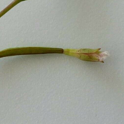 Epilobium brachycarpum Blomst