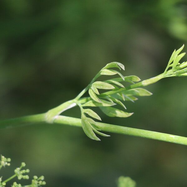 Bunium bulbocastanum Blatt