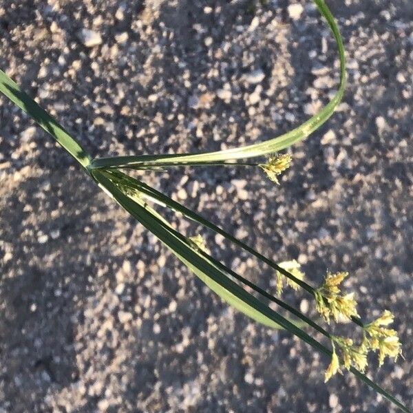 Cyperus longus Blomma