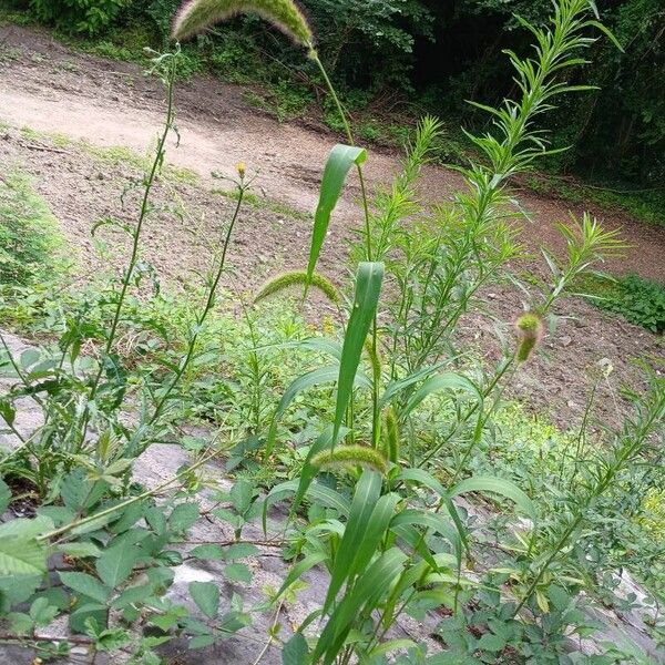 Setaria italica Habitus