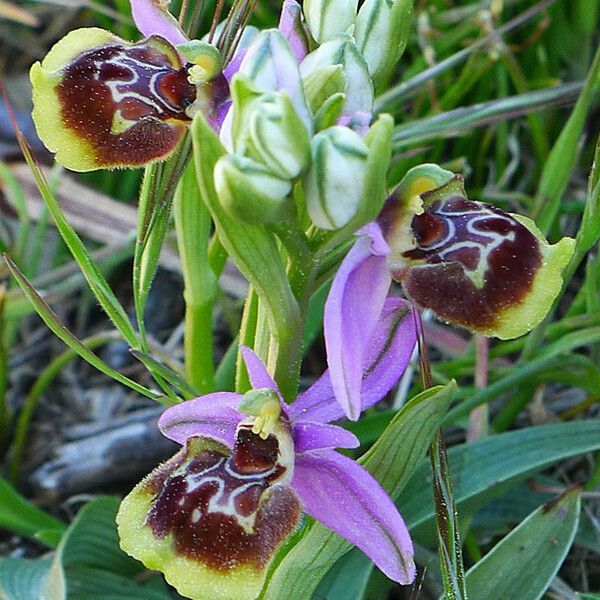 Ophrys × minuticauda Flor