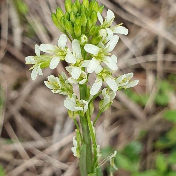 Turritis glabra Flor