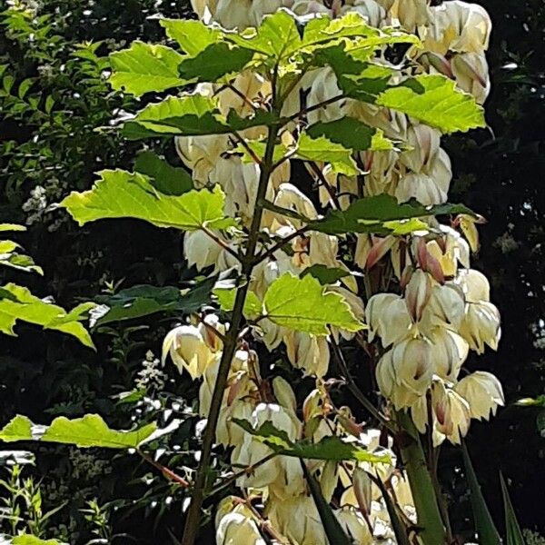 Yucca gloriosa Λουλούδι