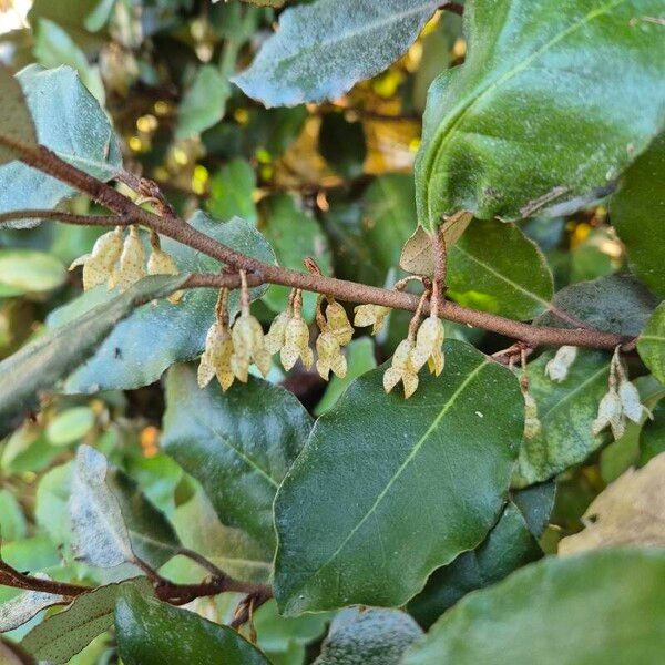 Elaeagnus × submacrophylla ᱵᱟᱦᱟ