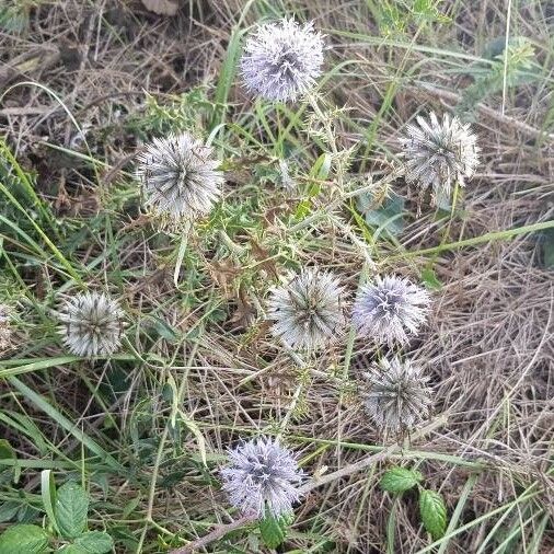 Echinops ritro Цвят