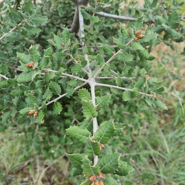 Quercus coccifera Habitus