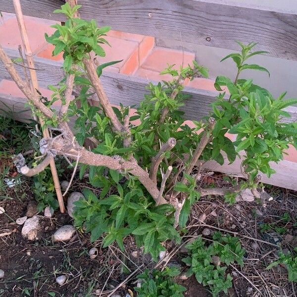 Lippia triphylla Lehti