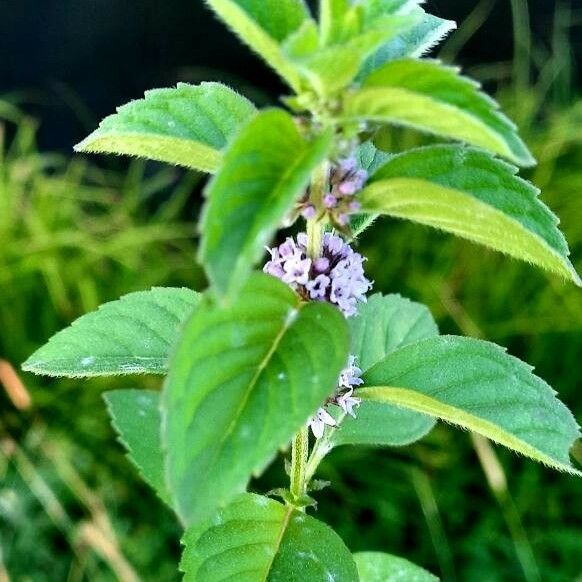 Mentha arvensis Fulla