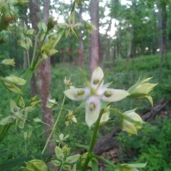 Frasera caroliniensis Flower