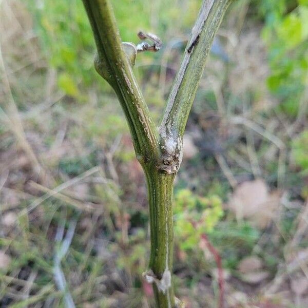 Capsicum annuum кора