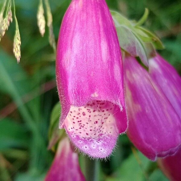 Digitalis purpurea Çiçek