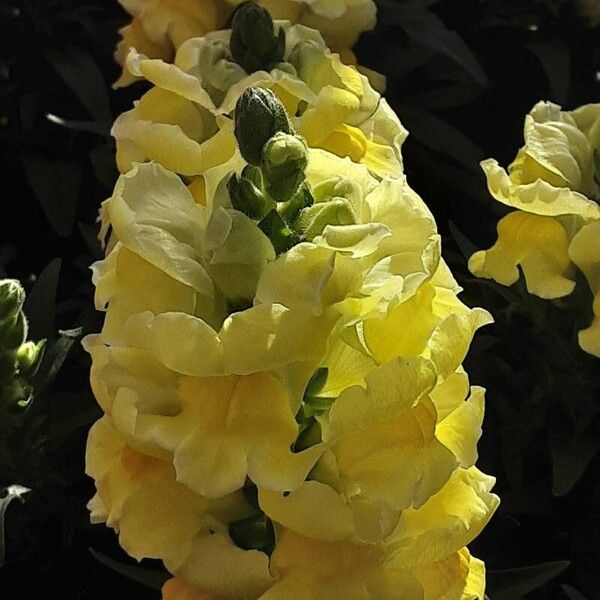 Antirrhinum australe Blomst