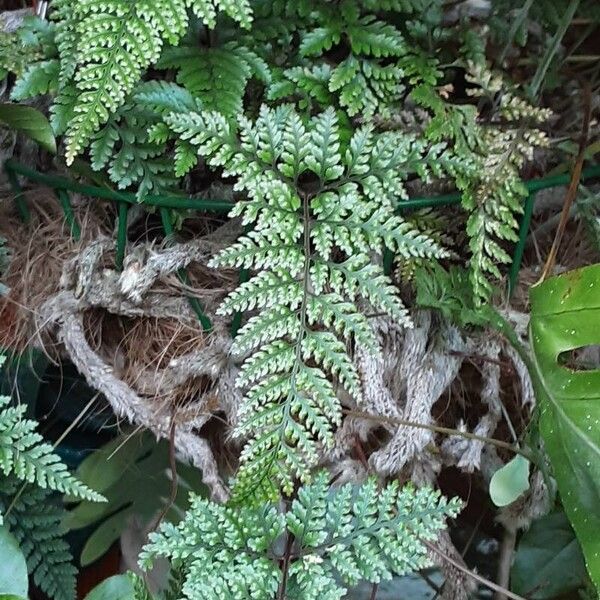 Davallia canariensis Habit