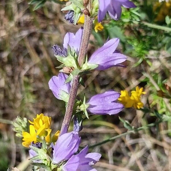 Campanula bononiensis Çiçek