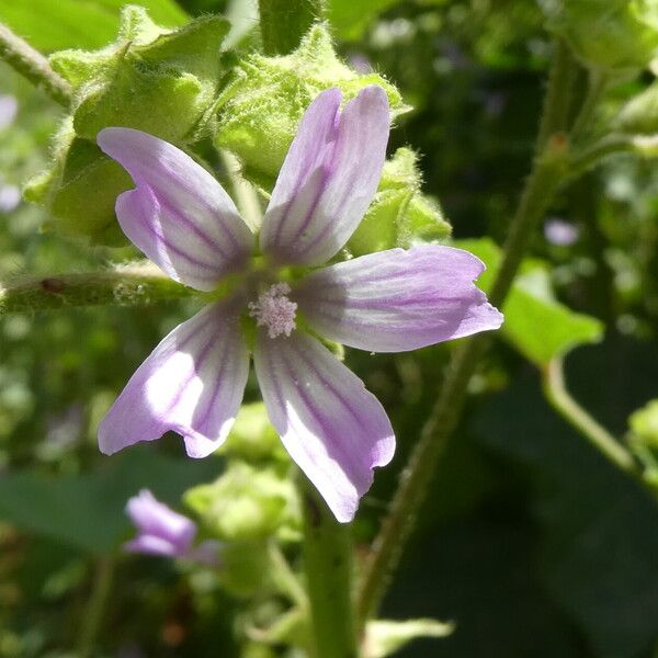 Malva multiflora Virág