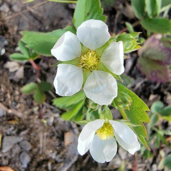 Fragaria virginiana Blomst