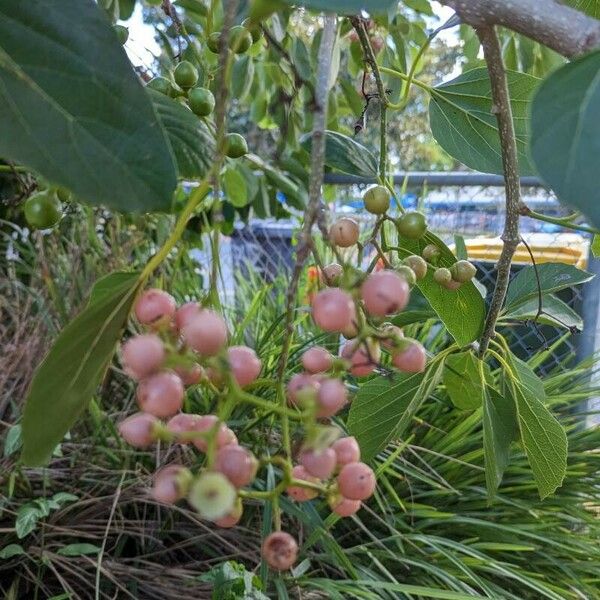 Cordia dichotoma ফল