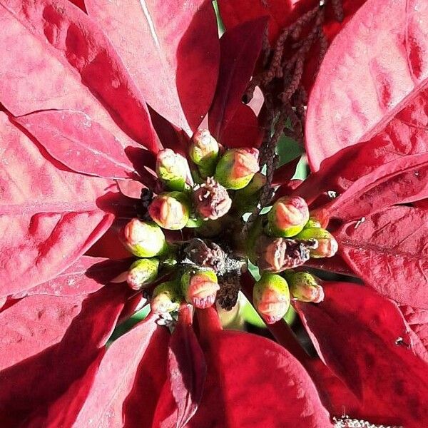 Euphorbia pulcherrima Kwiat
