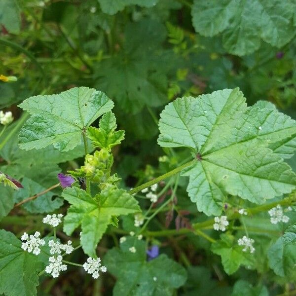 Malva sylvestris Leaf