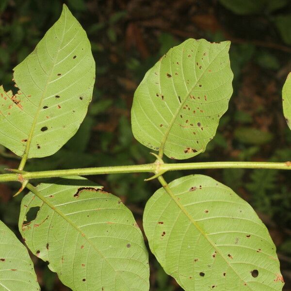 Uncaria tomentosa Fulla