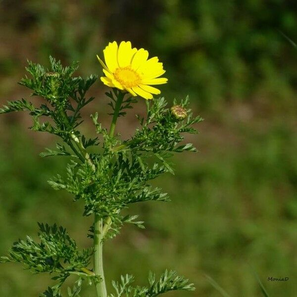 Glebionis coronaria 花