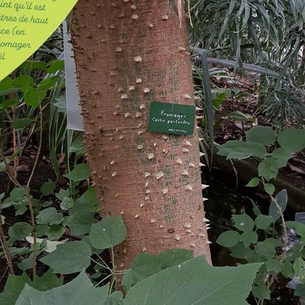 Ceiba pentandra 樹皮