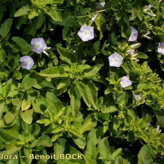 Convolvulus lopezsocasii Habitat