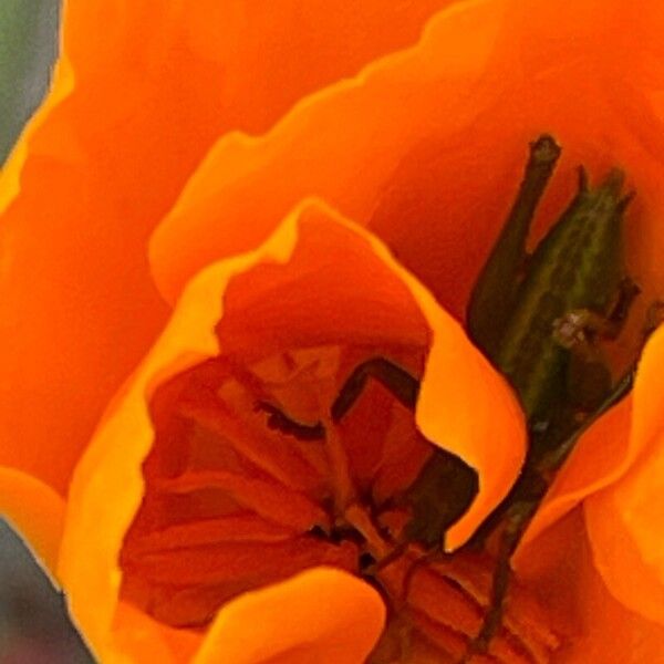 Eschscholzia californica Yaprak