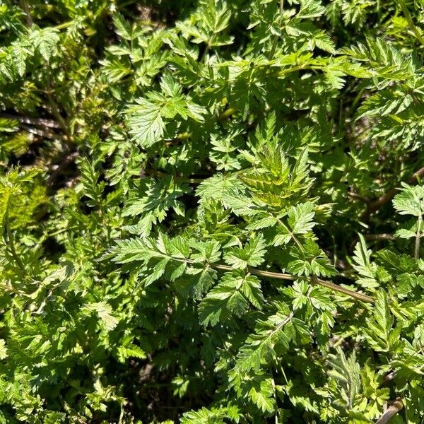 Anthriscus cerefolium Celota