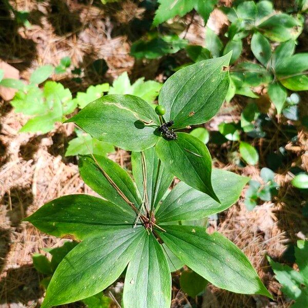 Medeola virginiana 葉