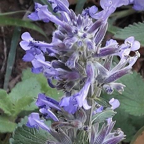 Salvia verbenaca പുഷ്പം