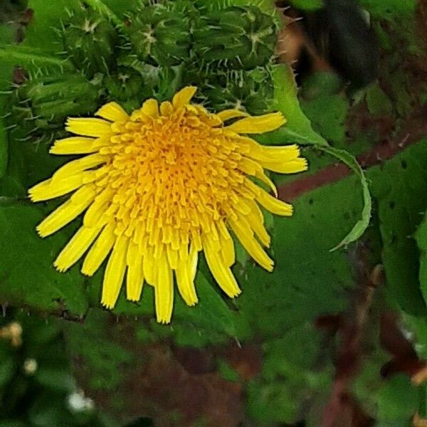 Sonchus oleraceus Květ