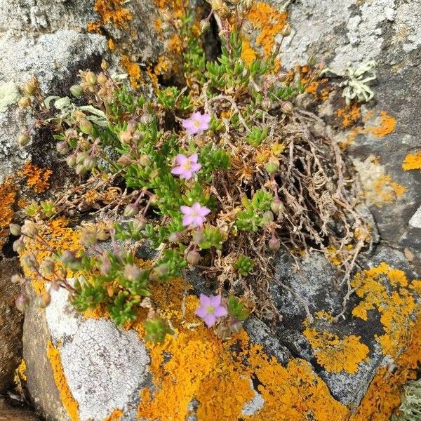 Spergularia rupicola Leaf