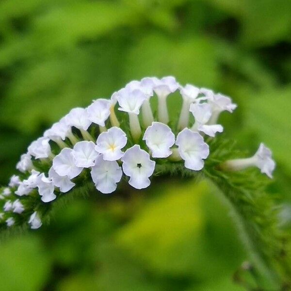 Heliotropium indicum Flor