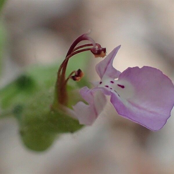 Teucrium botrys Květ