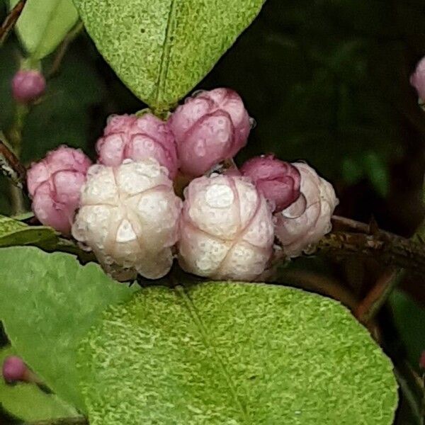 Citrus japonica Flower