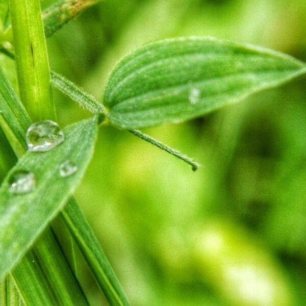 Lathyrus pratensis Folha