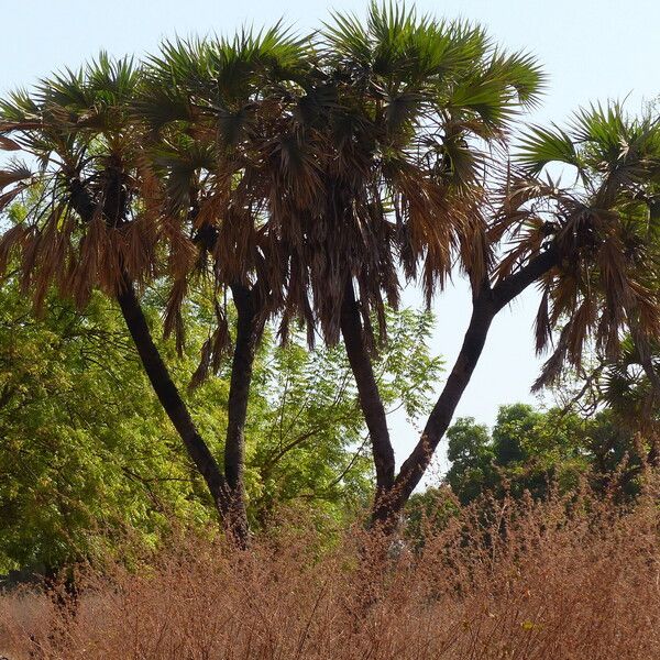 Hyphaene thebaica Habit