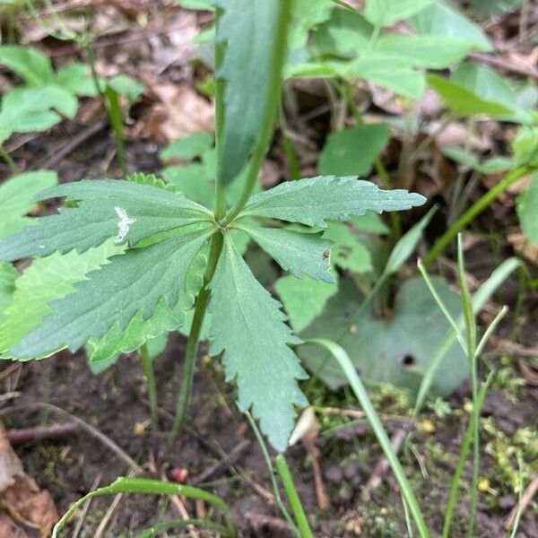 Ranunculus cassubicus Leaf