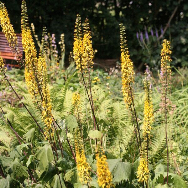 Ligularia wilsoniana Habit