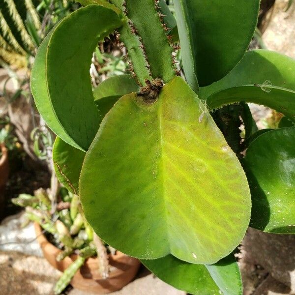 Euphorbia magnifica Leaf