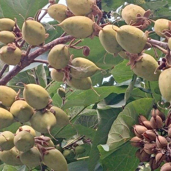 Paulownia tomentosa Плод