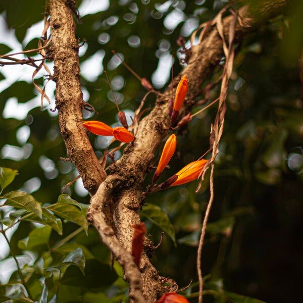 Mayodendron igneum Flower