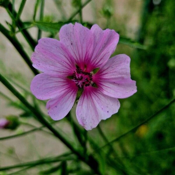 Althaea cannabina Квітка