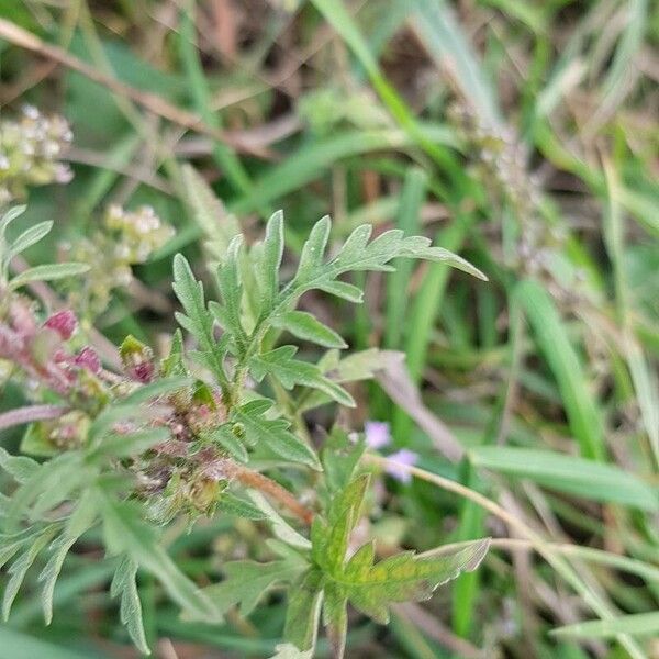 Ambrosia artemisiifolia Leaf