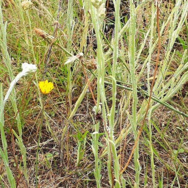 Pseudognaphalium luteoalbum List