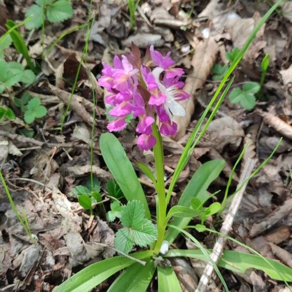 Dactylorhiza romana Flower