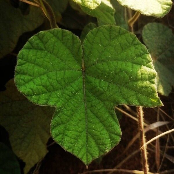 Ipomoea indica পাতা