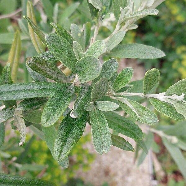 Buddleja saligna Leaf